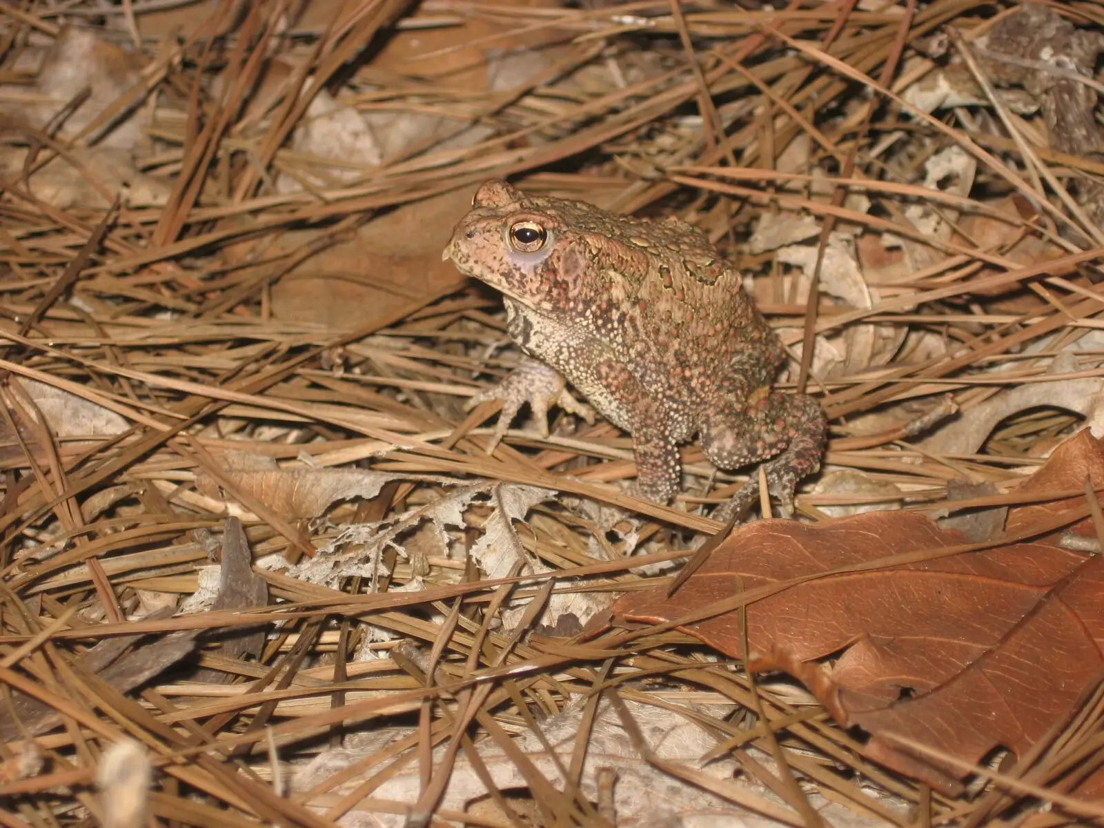 endangered-houston-toad-28bufo-houstonensis29